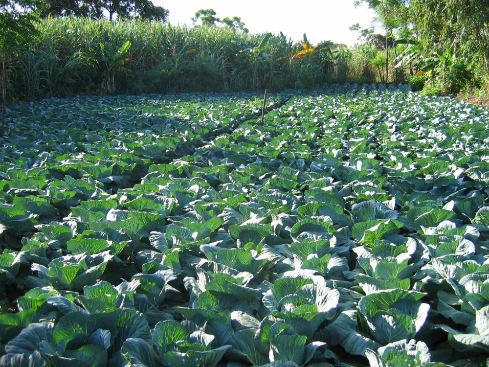 Irrigation - choux.jpg