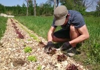 AGROOF_en_plein_suivi_de_croissance_et_de_developpement_des_salades_sur_roumassouze.jpg