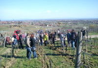 Journe?e ferme Rohrer Mittelbergheim.JPG