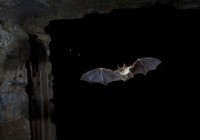 photo-chauve-souris-1-Yoann-Peyard-1440x960.jpg