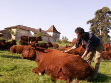 Pierre Couderc et ses Salers Photo de groupe.jpg