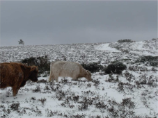 Vaches Galloways FRCIVA.png