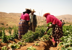 MD - Pratique agroecologie 5.JPG