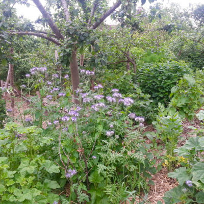 La mini forêt-jardin