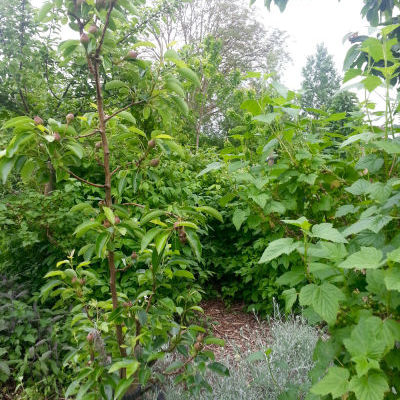 La mini forêt-jardin