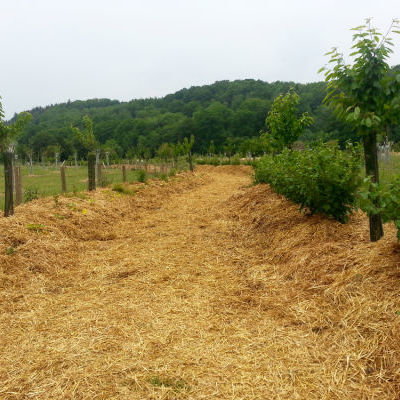 La forêt comestible : un chemin creux entouré d