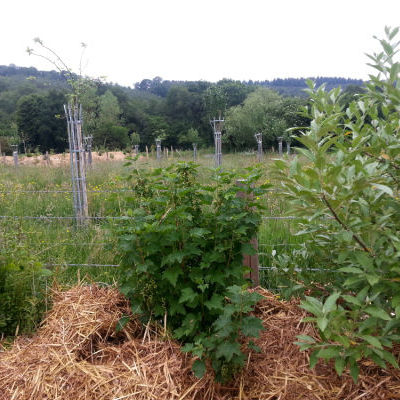 La forêt comestible