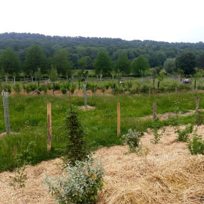 La forêt comestible