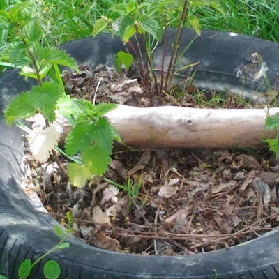 Un bac à orties, plante hôte de chenilles de nombreux papillons, dans un pneu