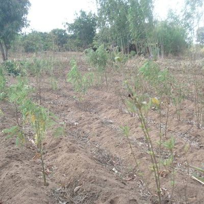 Champ de maïs-pigeon peas récolté et associé avec T. vogelii