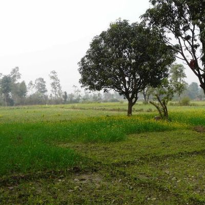 Champ de moutarde chez Kashi Ram