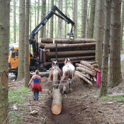 Débardage à cheval