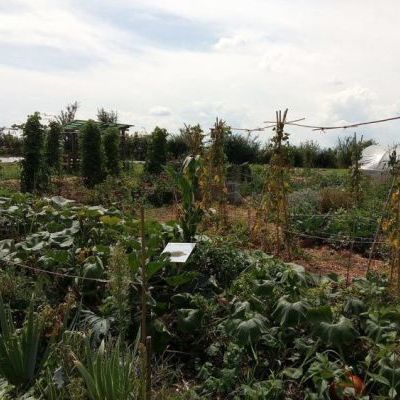 Un demi-cercle de 12 mètres de diamètre, où poussent légumes et fleurs