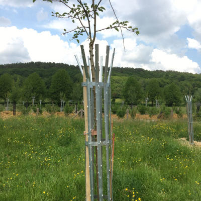 La forêt comestible