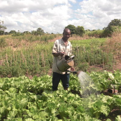 Irrigation - arrosage de Choux chinois.JPG