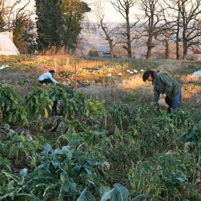 Maraiche?res accueillies sur ferme bovine.JPG