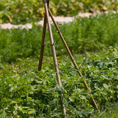 Pommes de terre et petits pois