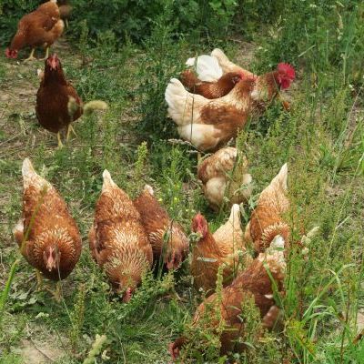 Les poules de la Vergne