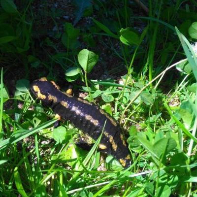 Une salamandre prend le frais