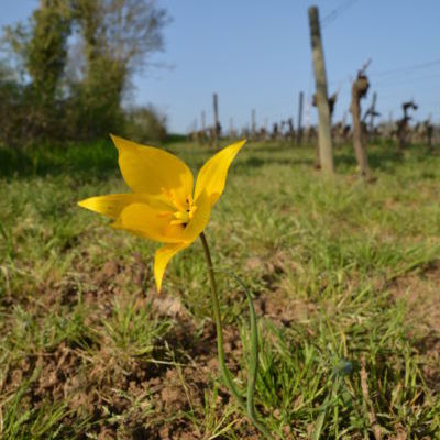 Tulipe sauvage © Erwan Guillou