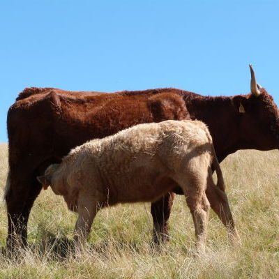 Vache avec son petit.JPG